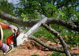 Best Tree Removal  in East Port Orchard, WA