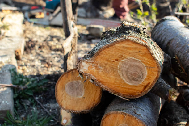 Best Aeration Services  in East Port Orchard, WA