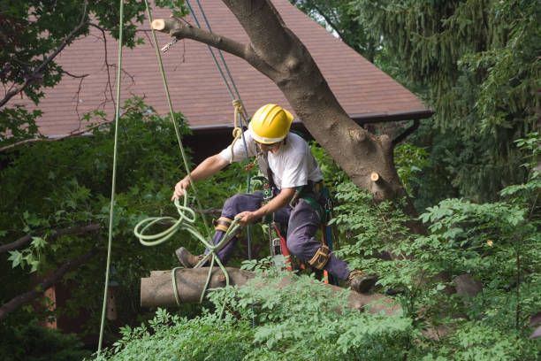 Best Arborist Consultation Services  in East Port Orchard, WA
