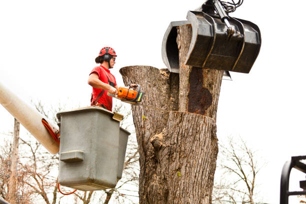 Best Emergency Tree Removal  in East Port Orchard, WA