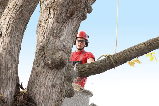 Best Utility Line Clearance  in East Port Orchard, WA